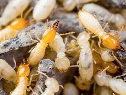 किचन में रखे इस मसाले से दीमक से पा सकती हैं हमेशा के लिए छुटकारा, जानिए उसका नाम किचन में रखे इस मसाले से दीमक से पा सकती हैं हमेशा के लिए छुटकारा, जानिए उसका नाम