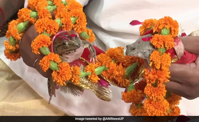 Frog Wedding Ritual In UP To Please Rain God, End Drought-Like Situation