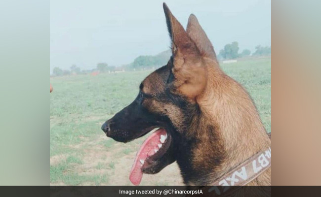 Tributes Paid To Army Dog 'Axel' Killed In Terrorist Encounter In Kashmir