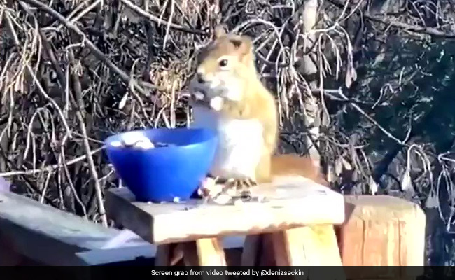 Watch: Squirrel Munches On Some Fermented Pears And Gets Drunk