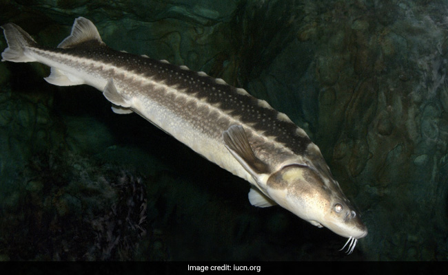 Chinese Paddlefish, Another Sturgeon Species Officially Declared Extinct