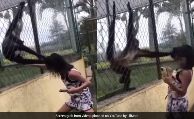 Viral Video: Spider Monkeys Pull Girl By Hair After She Repeatedly Hit Their Enclosure