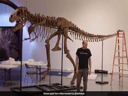 7 करोड़ 60 लाख साल पुराने Dinosaur के Skeleton की New York में होगी नीलामी...मिल सकती है बड़ी कीमत 7 करोड़ 60 लाख साल पुराने Dinosaur के Skeleton की New York में होगी नीलामी...मिल सकती है बड़ी कीमत