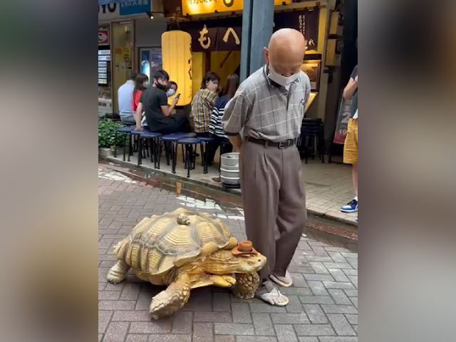 हमेशा मालिक के साथ वॉक पर जाता है ये 26 साल का कछुआ