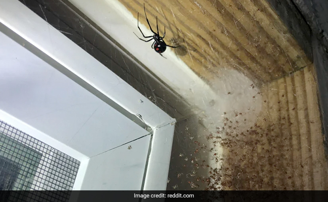 Homeowner Finds Giant Spider And Its Babies, Asks Internet If He Should Burn Down Property
