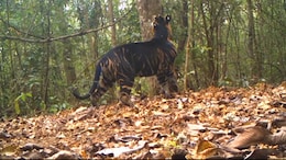 Watch: Rare Black Tiger Marks Its Territory In Odisha National Park