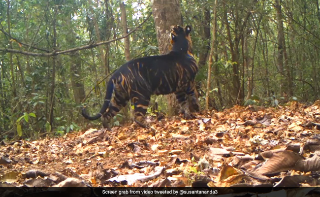 Watch: Rare Black Tiger Marks Its Territory In Odisha National Park