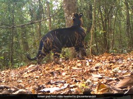 Watch: Rare Black Tiger Marks Its Territory In Odisha National Park Watch: Rare Black Tiger Marks Its Territory In Odisha National Park