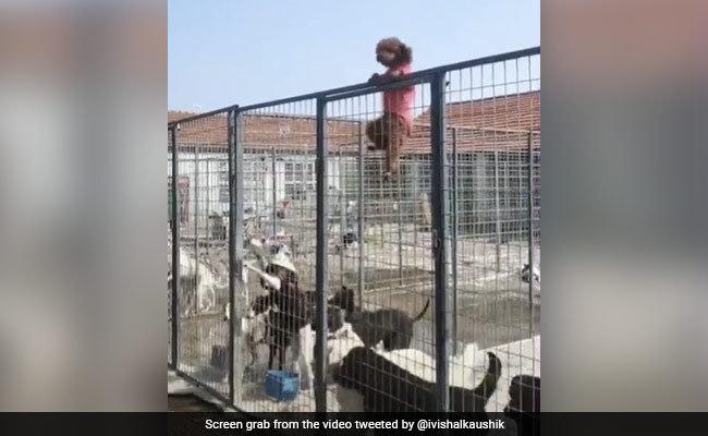 लोगों के लिए मिसाल बना ये छोटा सा डॉगी, लोहे के ऊंचे जाल को फांदने के लिए जो किया, देखकर नहीं होगा यकीन