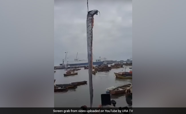 Video: 16-Foot Fish Caught. It Has A Connection With Earthquakes