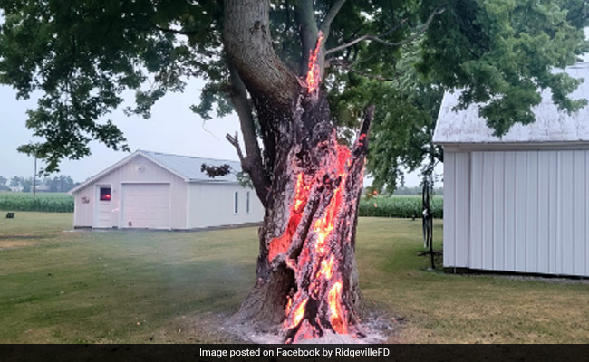 Viral Photo Shows Tree Burning From Inside After Lightning Strike