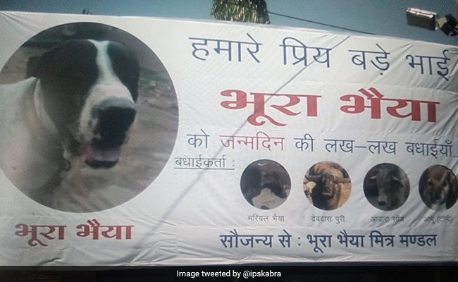 भूरा भैया के जन्मदिन पर IPS अधिकारी ने दी बधाई, आवारा सांड, मरियल भैया और समस्त मित्रों ने की पार्टी