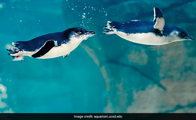 World's Smallest Penguins Arrive At San Diego Aquarium: All You Need To Know