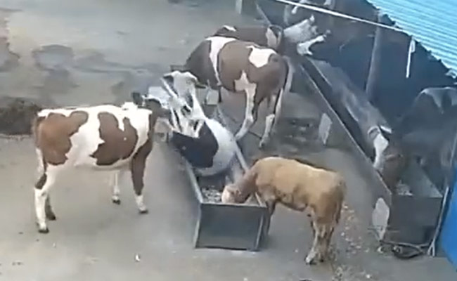 आराम से चारा खा रही थी गाय, पीछे से हुआ कुछ ऐसा कि कचरे के डिब्बे में जा गिरी