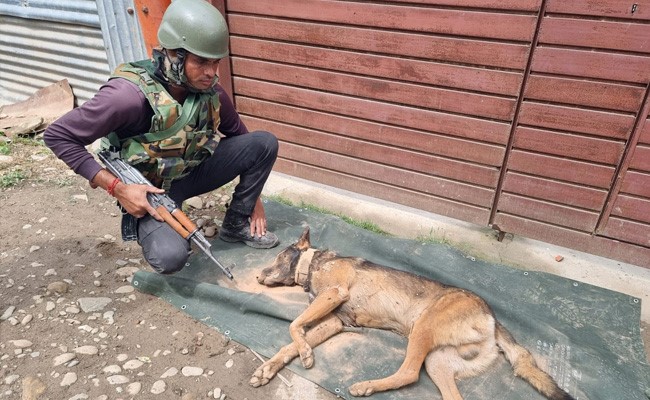 'Axel': Army Dog Killed During Encounter With Terrorists In Kashmir