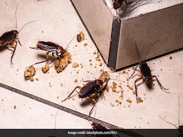 घर के कोने-कोने से भागेंगे कॉकरोच जब करेंगे इन घरेलू नुस्खों का इस्तेमाल, Cockroach का नामोनिशान भी हो जाएगा गायब घर के कोने-कोने से भागेंगे कॉकरोच जब करेंगे इन घरेलू नुस्खों का इस्तेमाल, Cockroach का नामोनिशान भी हो जाएगा गायब