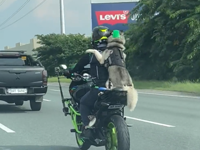 Watch: Husky Rides Pillion On Motorcycle