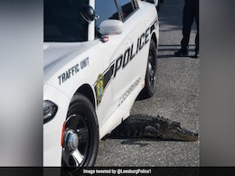 पुलिस पेट्रोलिंग कार के नीचे फंसा एक मगरमच्छ, पुलिस ने शेयर की तस्वीर पुलिस पेट्रोलिंग कार के नीचे फंसा एक मगरमच्छ, पुलिस ने शेयर की तस्वीर