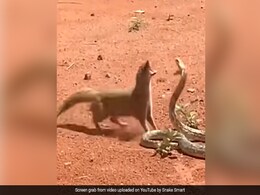 किंग कोबरा और नेवले के बीच हुई जबरदस्त Fight, दोनों के बीच खूब हुई पटका पटकी, देखें कौन जीता ! किंग कोबरा और नेवले के बीच हुई जबरदस्त Fight, दोनों के बीच खूब हुई पटका पटकी, देखें कौन जीता !