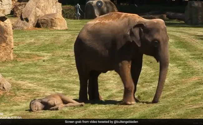 Viral Video Shows Mother Elephant Calling For Help To Wake Her Sleeping Calf