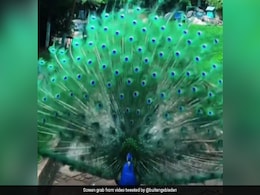 मोर ने पंख फैलाकर किया अद्भुत डांस, मंत्रमुग्ध हुए लोग, Video देख खिल उठेगा आपका भी मन मोर ने पंख फैलाकर किया अद्भुत डांस, मंत्रमुग्ध हुए लोग, Video देख खिल उठेगा आपका भी मन