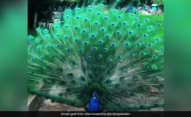 Watch: Peacock Unfurls Its Feathers In Video, Internet Says