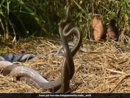 सावन में रोमांटिक हुए नाग-नागिन, हवा में फन लहराकर ऐसे किया रोमांस, Video देख खड़े हो जाएंगे रोंगटे सावन में रोमांटिक हुए नाग-नागिन, हवा में फन लहराकर ऐसे किया रोमांस, Video देख खड़े हो जाएंगे रोंगटे