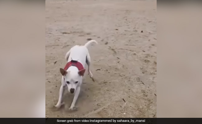 Viral Video: Happy Dog Enjoying Freedom On Beach Will Make Your Day