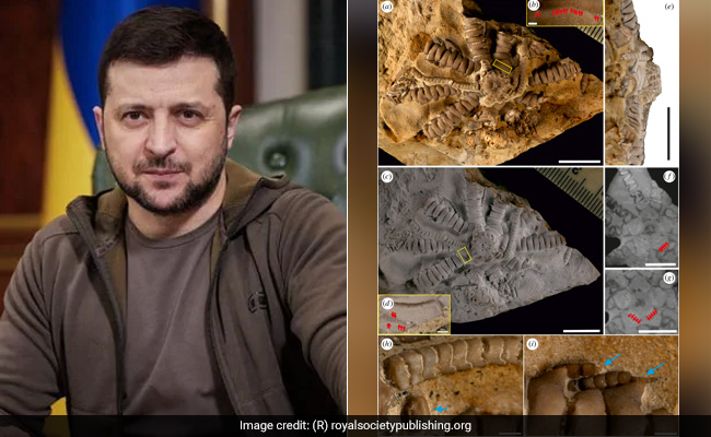 150-Million-Year-Old Fossil Named After Ukraine's President Volodymyr Zelensky