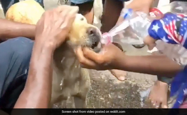 Viral Video Shows Sri Lankan Protesters Helping Dog Exposed To Tear Gas