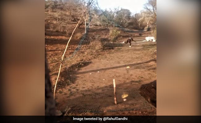 Rajasthan Teen Bowler, Praised By Rahul Gandhi, Gets Training Boost