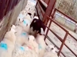 बड़े काम का है ये कुत्ता, जरूरत पड़ने पर बन जाता है ट्रैफिक गार्ड, देखिए VIRAL VIDEO बड़े काम का है ये कुत्ता, जरूरत पड़ने पर बन जाता है ट्रैफिक गार्ड, देखिए VIRAL VIDEO