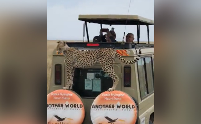 Watch: Spotted Visitor Shocks Tourists Clicking Pics On Safari