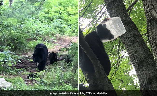 Bear Cub With Head Stuck In Plastic Container Rescued In US, Internet Happy