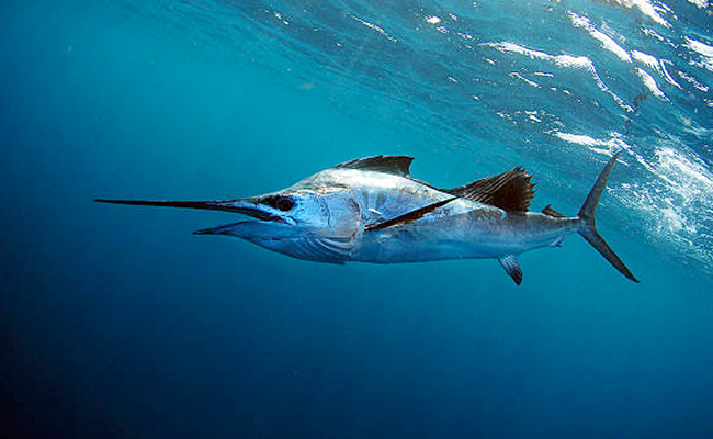 Sailfish Leaps Out Of Water, Stabs 73-Year-Old Woman In US: Report