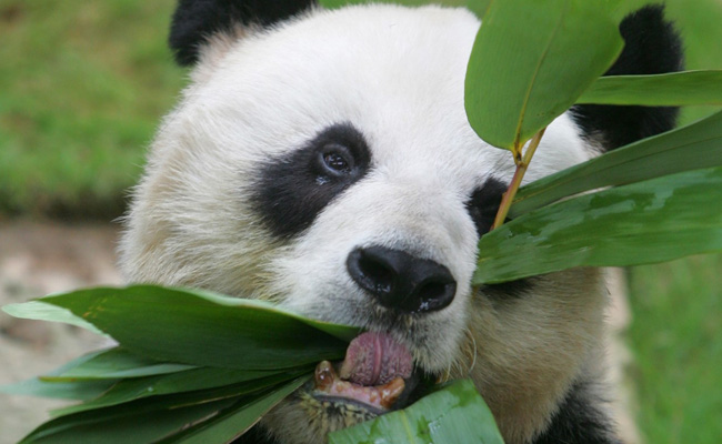World's Oldest Male Giant Panda, An An, Dies At The Age Of 35