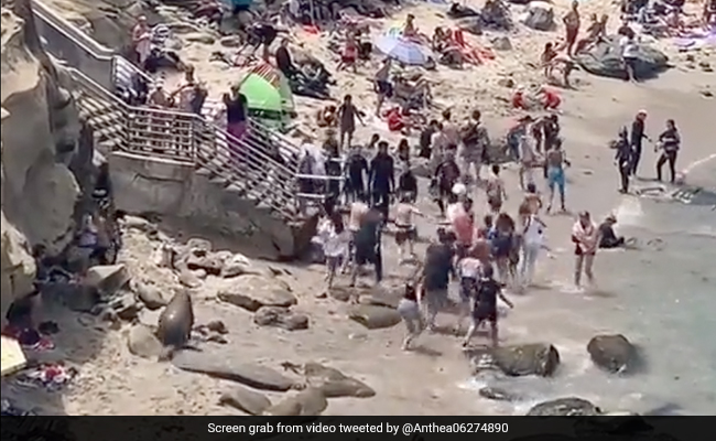 Viral Video: Sea Lions Chase Away Beachgoers in San Diego
