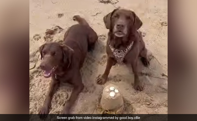 Viral Video: Two Dogs Make Sand Castle On Beach