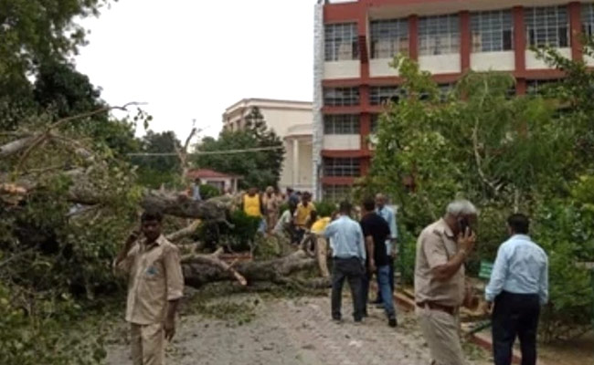 Student Dies After Tree Falls In Chandigarh School, Many Injured