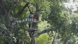"Rs 2 Lakh Spent On Each Tree": Mumbai Metro Body's Revelation Sparks Row