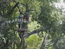 "Rs 2 Lakh Spent On Each Tree": Mumbai Metro Body's Revelation Sparks Row "Rs 2 Lakh Spent On Each Tree": Mumbai Metro Body's Revelation Sparks Row