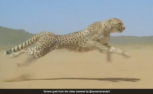 Madhya Pradesh's "Ambitious" Cheetah Project In Kuno National Park