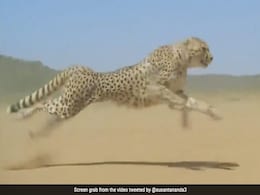 Helipads At Madhya Pradesh's Kuno Park To Welcome Cheetahs From Abroad Helipads At Madhya Pradesh's Kuno Park To Welcome Cheetahs From Abroad