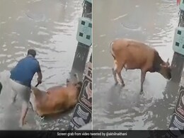 Man Saves Cow From Getting Electrocuted, Internet Says "Not All Heroes Wear Capes" Man Saves Cow From Getting Electrocuted, Internet Says "Not All Heroes Wear Capes"