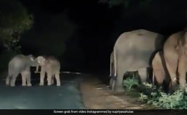 रात के अंधेरे में सड़क पर खेलते दिखे हाथी के बच्चे, वायरल Video देख आपका दिन बन जाएगा