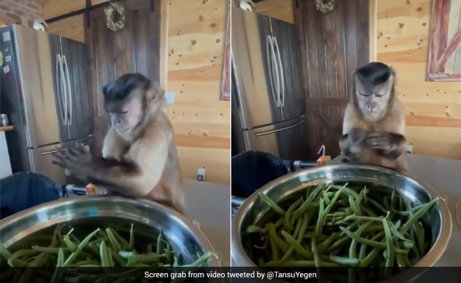 बंदर घर में बैठकर तोड़ रहा था बींस, दिए ऐसे जबरदस्त एक्सप्रेशन, लोग बोले- बेचारा कितनी मेहनत कर रहा