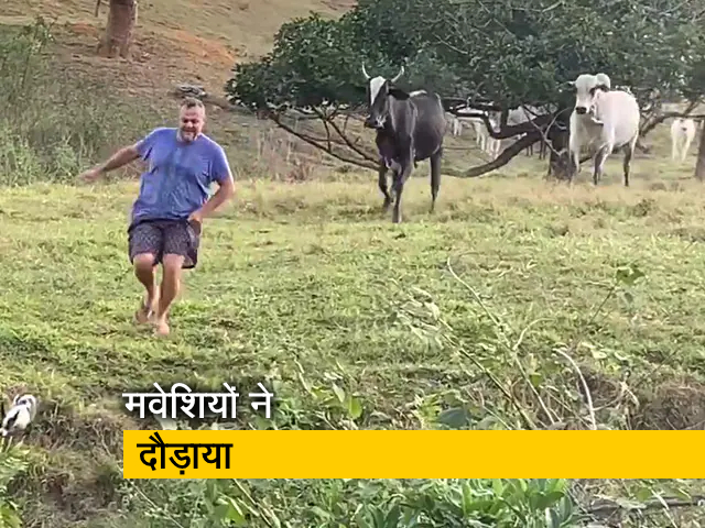 Watch: मवेशियों से बचने के लिए दौड़ा शख्‍स, पानी में गिरा