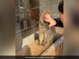 बंदर को जादू दिखा रहा था शख्स, हैरानी से देखता रहा बंदर, फिर जो किया, देखकर नहीं होगा यकीन बंदर को जादू दिखा रहा था शख्स, हैरानी से देखता रहा बंदर, फिर जो किया, देखकर नहीं होगा यकीन