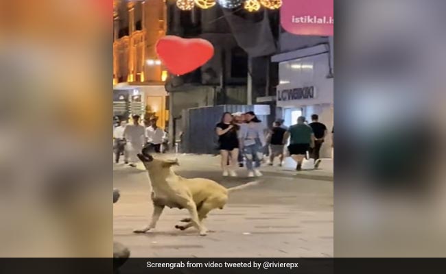 Viral Video: Dog Plays With Heart Shaped Balloon On Streets Of Turkey