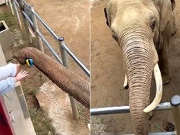 हाथी राजा ने लौटाया छोटे बच्चे का गिरा हुआ जूता, लोगों ने कहा- कितना समझदार है गजराज हाथी राजा ने लौटाया छोटे बच्चे का गिरा हुआ जूता, लोगों ने कहा- कितना समझदार है गजराज